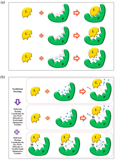 Multi-Body Interactions in Molecular Docking Program Devised with Key Water Molecules